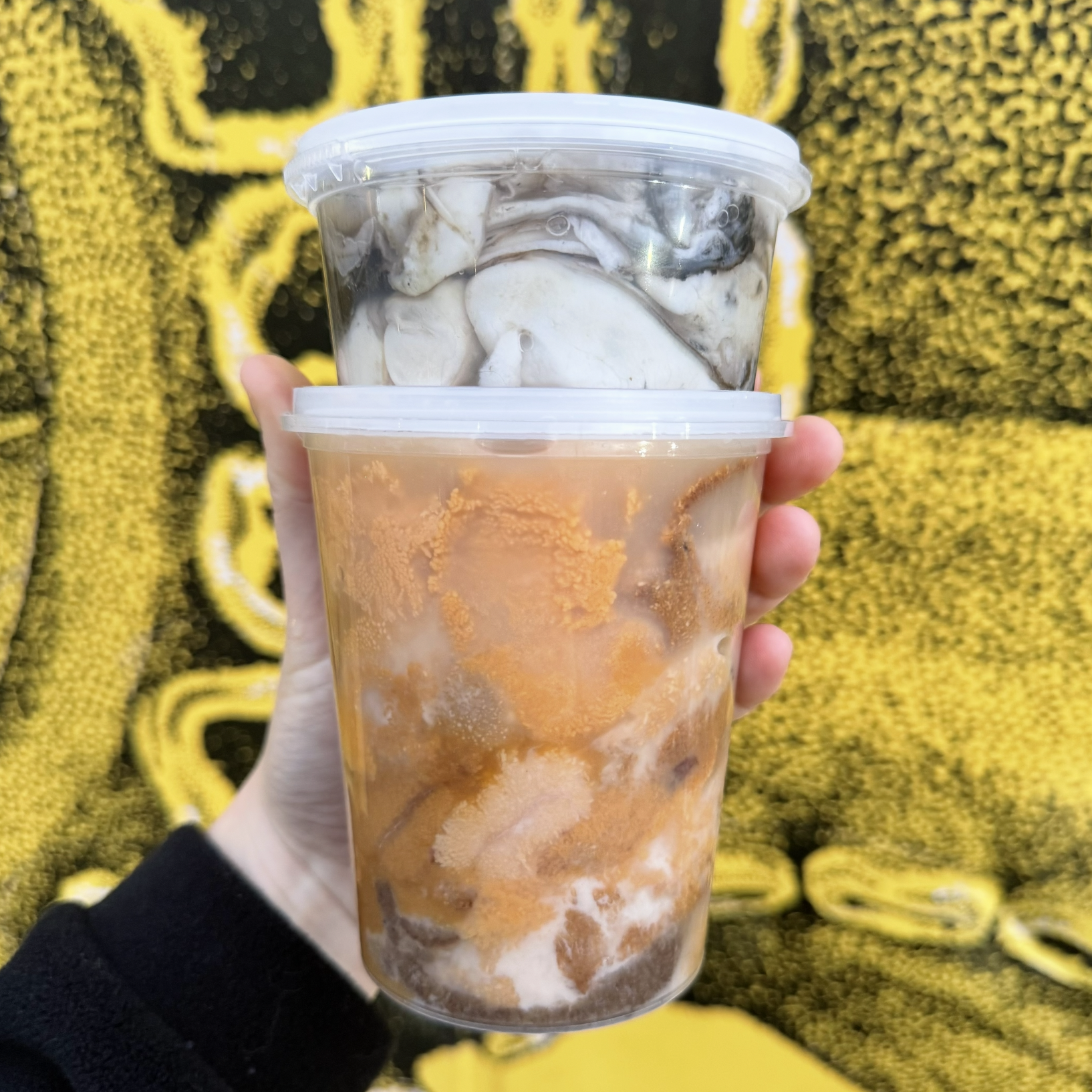 Jumbo Kina & 200g Oyster Combo